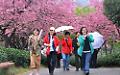 Cina, con i ciliegi in fiore turismo di primavera in crescita