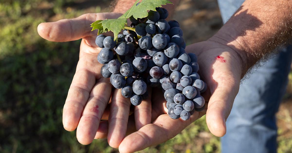 CINGHIA A25 - - Biciclette Scooter Macchine Agricole - Foto 9