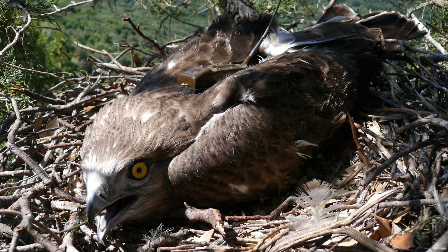 Il lungo viaggio del Biancone: 4.500 chilometri dal Parco della Maremma all'Africa