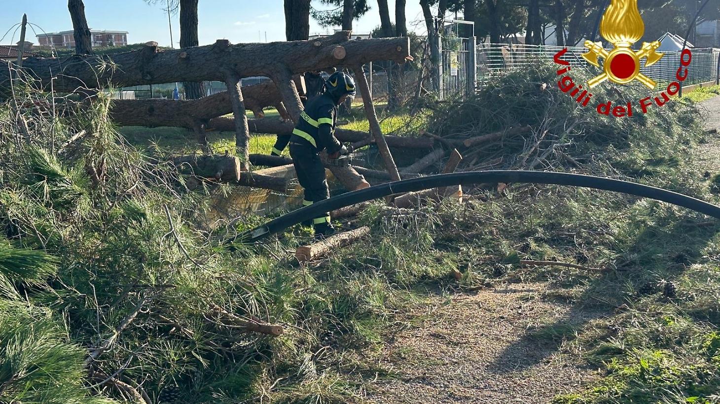 Pino crolla sulla pista ciclabile, ancora allarme alberi pericolanti in Maremma