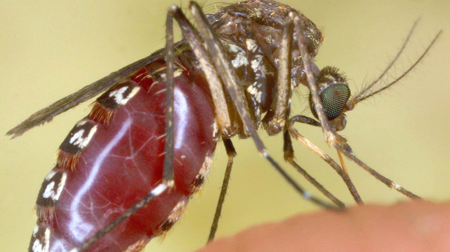 Via al piano anti-zanzare: scattano divieti e multe fino a 500 euro