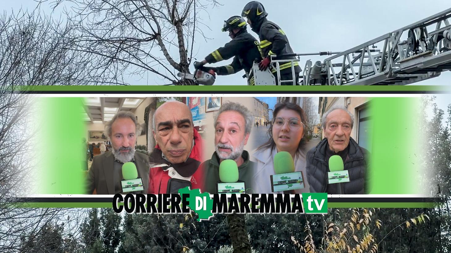 Paura dall&rsquo;alto: la minaccia degli alberi pericolanti