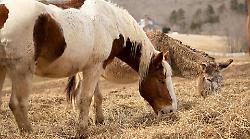 Massa Marittima, tante iniziative per la tradizionale Fiera di Ghirlanda: gli allevamenti dell'eccellenza locale in mostra