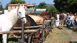 Massa Marittima, torna la Fiera di Ghirlanda: mercato tradizionale, mostra del bestiame e butteri : tutte le iniziative