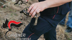 Castel del Piano, tartarughe custodite in una gabbia e senza cibo: salvate dai Carabinieri forestali