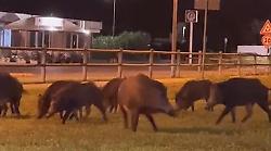 Castiglione della Pescaia, cinghiali a spasso in paese, i residenti chiamano i carabinieri IL VIDEO