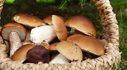 È tempo di funghi, non di rischi: l’Asl offre consulenze gratuite per prevenire le intossicazioni
