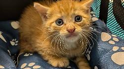 Follonica, su Gattoccasioni - il gatto outlet, Sinner è in cerca di una famiglia per sempre