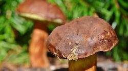 Grosseto, tempo di funghi: dal 30 settembre aprono gli sportelli micologici