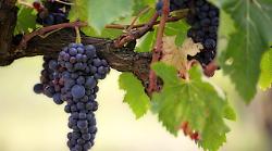 Cinigiano, torna l'attesissimo appuntamento con la Festa dell'Uva  