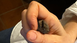 Civitella Paganico, i pipistrelli affascinano il pubblico alla distilleria Nannoni