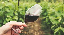 Grosseto, Vini d'Italia 2025: Gambero Rosso assegna i Tre bicchieri alle migliori etichette maremmane