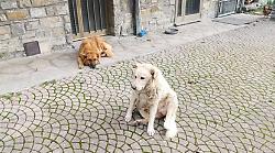 Salvato dai cani: anziano cade in un dirupo, gli animali lo scaldano durante la notte. Storia a lieto fine in provincia di Arezzo 