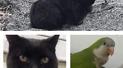 Grosseto, un gatto, un pappagallo e una coniglietta: tanti gli animali smarriti in città