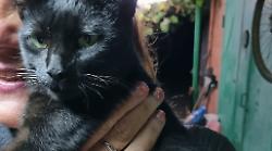 Grosseto, la Polizia Municipale salva una gattina investita: la storia a lieto fine di Pelè