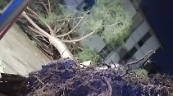 Grosseto, maltempo: alberi caduti in città. Paura tra i cittadini
