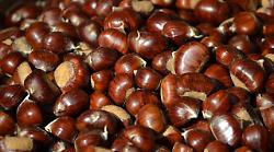 Monte Amiata, ladri di castagne in azione. Arrivano le ronde