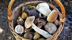 Maremma, i carabinieri forestali sequestrano 20 chilogrammi di funghi: sanzionati in 40
