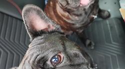 Grosseto, due bulldog francesi seminano il panico tra gli automobilisti in piazza della Vasca