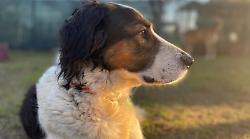 Grosseto, ultimo appuntamento al PetStore Conad per conoscere gli amici a 4 zampe in cerca di casa di Adotta un cuore randagio