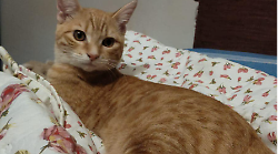 Grosseto, Sandy scompare in zona via Clodia: appello sui social per ritrovare la gattina