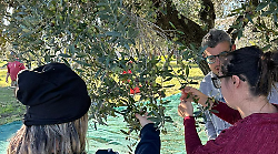 Grosseto, una giornata in compagnia con La Farfalla e l'Associazione persone down: a Villa Elena si raccolgono le olive