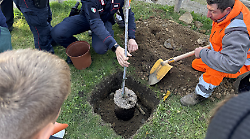 Manciano, a salvare il pianeta ci pensano i bambini della scuola di via Turati: piantata una sughera in giardino