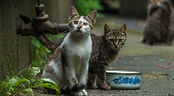 Il Comune chiude le colonie feline: scatta la protesta di Occhi di Gatto