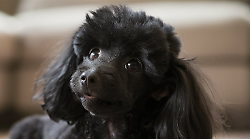 Cane scompare nel nulla in casa: il piccolo barboncino era prigioniero nella poltrona della nonna umana. Attimi di paura, poi solo sorrisi