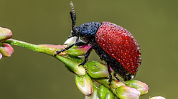 Grosseto, al Museo di Storia Naturale arriva la mostra Minima Natura