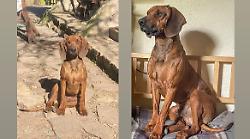 Magliano in Toscana, Aro segugio bavarese di un anno si è perso: aiutateci a ritrovarlo!
