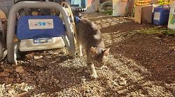 Magliano in Toscana, un gattino che vive in un cantiere edile spera nel miracolo di Natale