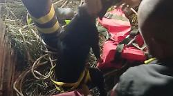Massa Marittima, cane da caccia cade in un dirupo di 15 metri: recuperato dai vigili del fuoco
