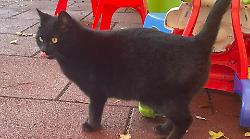 Grosseto, pelo lucido e occhi che incantano: Luna, la gattina che frequenta l'asilo nido, è in cerca di una famiglia per sempre