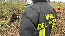 Grosseto, messo in salvo un giovane lupo: era ferito e giaceva su un lato della carreggiata