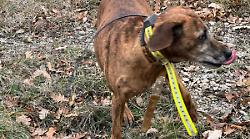 Amiata, cagnolina anziana si perde durante una battuta di caccia: un automobilista la salva e la riporta dal padrone