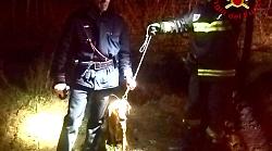 Magliano in Toscana, cane intrappolato in un canale irriguo di 40 cm, salvato dai vigili del fuoco