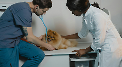 Grosseto, l'Ordine dei veterinari ha un nuovo consiglio direttivo 