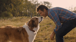 Qua la zampa 2 stasera in tv gioved&igrave; 2 gennaio su Rai 1: trama e cast del film con il cane Bailey