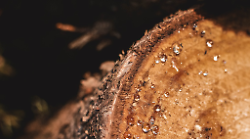 Grosseto, alberi abbattuti tra via Platino e Argento, Italia Nostra: "Chiesta la relazione tecnica sulla loro stabilità"