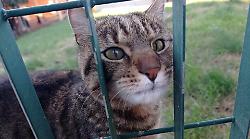 Grosseto, Baby il gatto che ama andare in ospedale e che crea scompiglio tra i grossetani