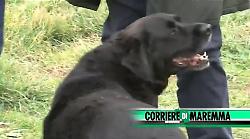 Capalbio: cani, oche e cavalli benedetti da Don Marcello per il patrono degli animali IL VIDEO