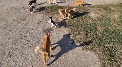 Grosseto, colonia felina senza gestione nella zona del Casalone: "Facciamo qualcosa per questi gatti!"