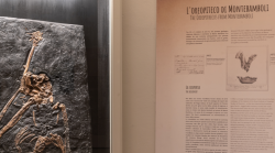 Massa Marittima, al Museo Archeologico si parla delle ultime scoperte sull'Oreopiteco di Montebamboli