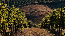 Scansano, il Morellino arriva a Parigi grazie al Wine Paris & Vinexpo 2025