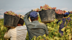 Manodopera in nero, due aziende agricole sospese e sanzioni per 32mila euro