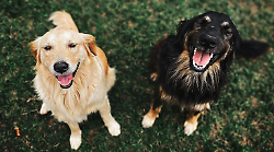 Follonica, inaugurata una nuova area di sgambamento provvisoria per cani