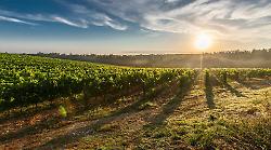 Vino, dalla Regione Toscana 17 milioni di euro per ristrutturare i vigneti. Ecco chi può chiedere i soldi e come