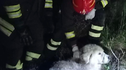 Scansano, i Vigili del Fuoco recuperano un pastore maremmano caduto in un fossato