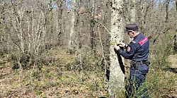 Carabinieri forestali a difesa del suolo: 200 controlli,  55 illeciti, sanzioni per 20mila euro  